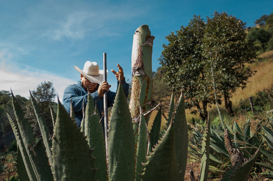 Planta Una Reina: The Community & Sustainability program in the Sierra of Jalisco